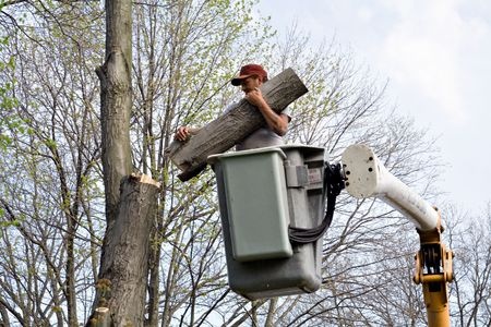Tips for Cutting Trees Safely